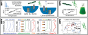 WP overview, studying the blooms of certain algae that produce lipids that can measure the temperatures of the water. Understanding the climate change on continents .