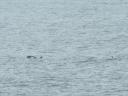 Orka's gespot op zee.