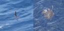In the blue sea water left a mola mola, and on the right a sea turtle