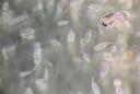 Onze gemiddelde ‘plankton-in-een-petrischaal’-ervaring, met honderden roeipootkreeftjes en een amfipode met grote ogen.