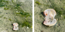 Links: Een dode kokkel ligt open op een modderig wad, omringd door plekken met groene algen en ondiep water. Rechts: Close-up van een dode kokkel met open schelp, waardoor het zachte weefsel zichtbaar is, op een modderig wad bedekt met groene algen.