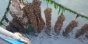 Close-up of mussels attached to a mussel seed collector suspended in the water. The collector ropes are densely covered with young mussels, while green seaweed grows along the supporting line.