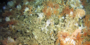 A dense cold-water coral reef covered with branching white corals, orange feather stars, and other marine invertebrates, forming a diverse deep-sea habitat.