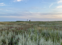 Het huisje van Griend staat in de verte te midden van uitgestrekte kweldervegetatie, met zeealsem op de voorgrond en vogels in de lucht.