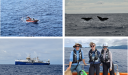 Images of whale watch expedition from a small boat