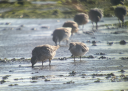 Een groep kanoeten foerageert in ondiep water; de voorste vogel links draagt een gele ring met vlag om de linkerpoot.