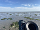 Een grote groep kanoeten staat verspreid over het wad, bekeken door een verrekijker die op de voorgrond zichtbaar is.