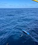 A manta net is being towed through blue seawater to collect floating material from the ocean surface.