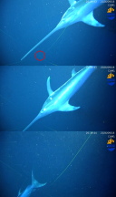 Three screenshots of a sword fish snapping a fishing line