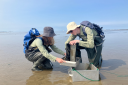 Two researchers in waders collect a sediment core on a tidal flat, working together around a metal sampling box.
