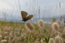 A Common Blue on Hare's foot clover in the salt marsh. 