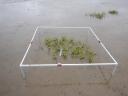 Small plants establish themselves in te middle of a measuring frame in the middle of a mudflat
