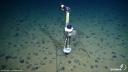 Sensor frame on the seafloor among polymetallic nodules.