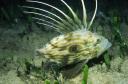 Striped fish with long spines swimming just above the seabed among seagrass
